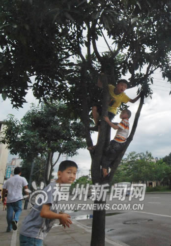路边芒果不要采　长期吸收尾气食用有害健康(图)