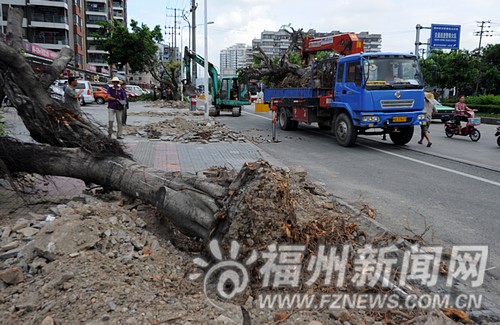 则徐大道六一南路行道树将移植 为地铁1号线让路