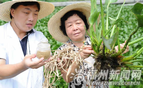 省农科院取得突破性成果　水葫芦可开发出化妆品