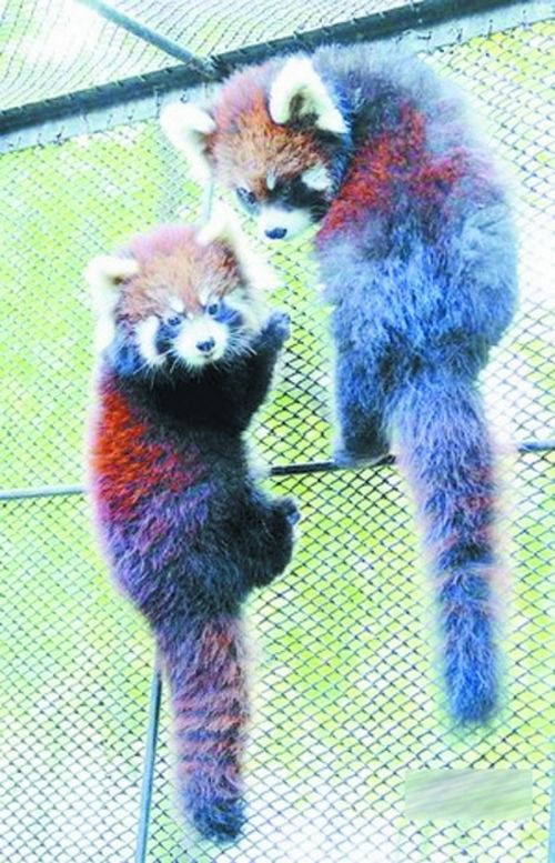 中山公园动物园免费开放　多是家长伴着孩子来玩