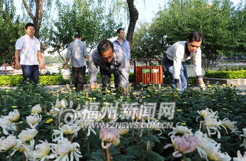 西湖菊展开始布展