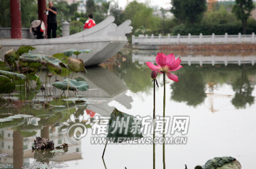 茶亭公园最后一朵冬荷将谢　明年种植面积将扩大