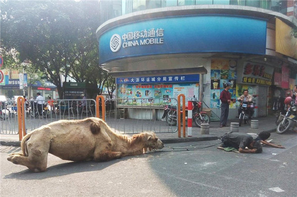 Mutilated camels forced to beg for gangs