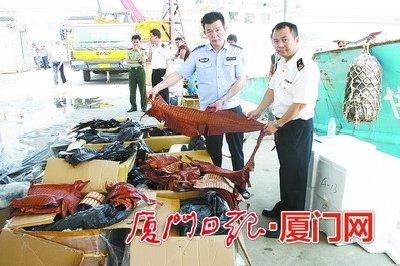 Xiamen cracks China's largest alligator smuggling case