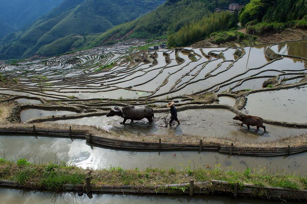 Beautiful terraced fields in Fujian