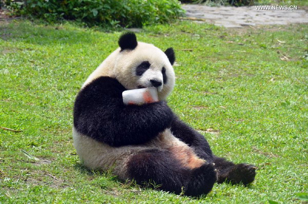 Giant panda enjoys ice cube at Taipei Zoo