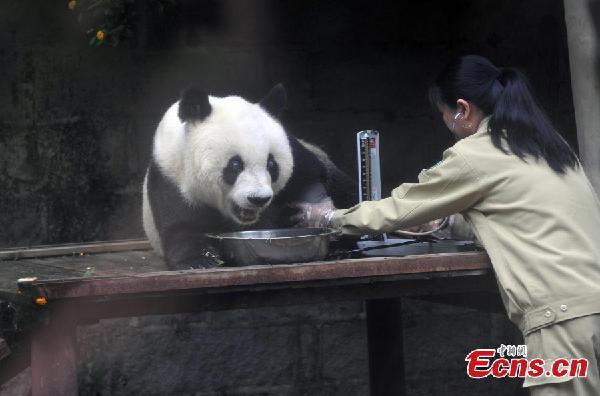 Birthday celebrations start for China's aging panda star