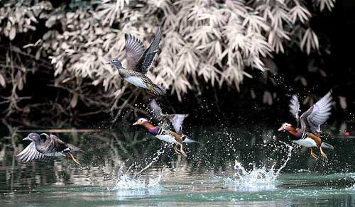 Mandarin ducks spotted in rural Fujian
