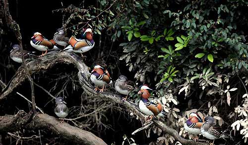 Mandarin ducks spotted in rural Fujian