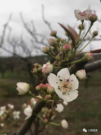 Flowery scenes and mountain air: forest run attracts nature lovers