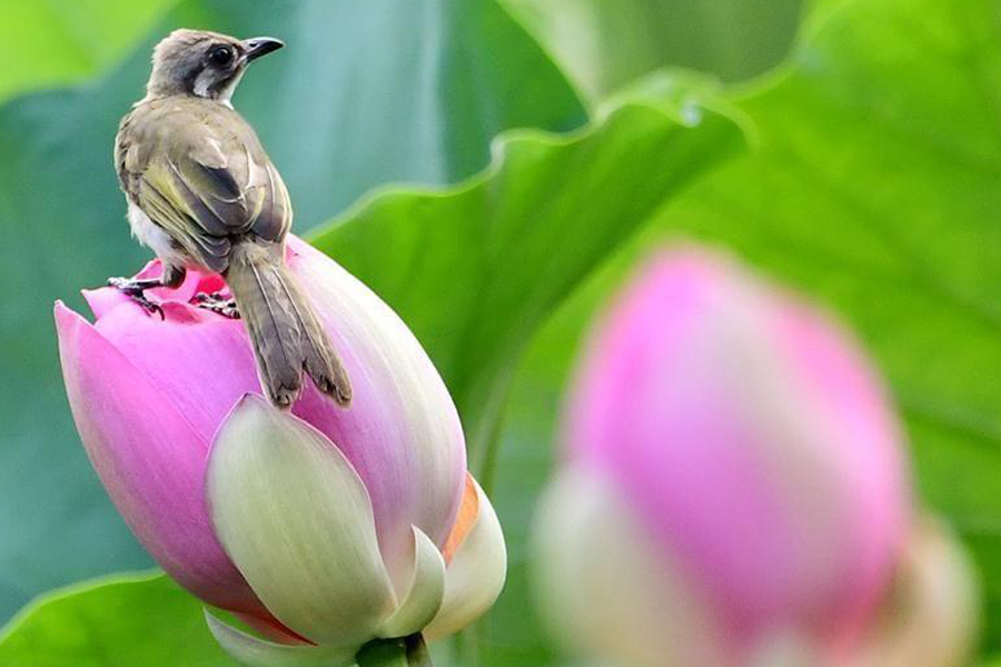Summer lotus blossoms attract birds