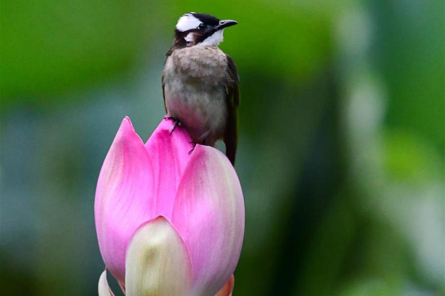 Summer lotus blossoms attract birds