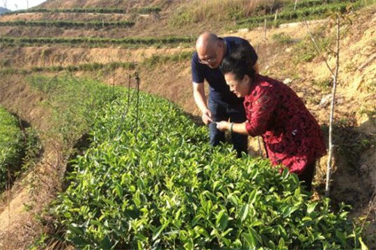 Mites increse tea yields