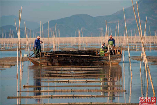 A magnificent view of porphyra farm in Fujian