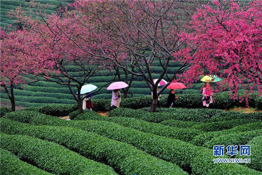 Cherry blossoms make tea garden a hit tourist destination