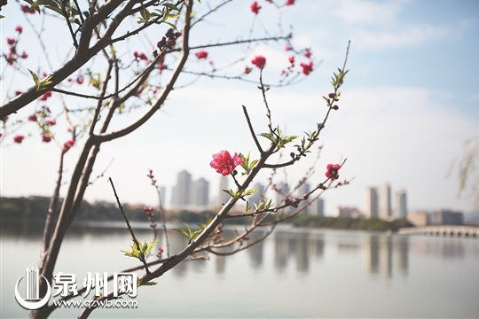 In pics: Blossomed flowers in Quanzhou