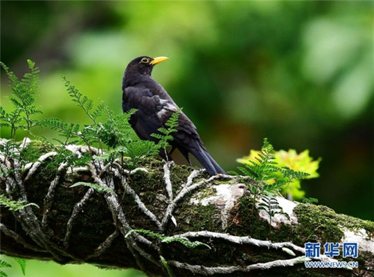 In pics: Spring, birds and old trees