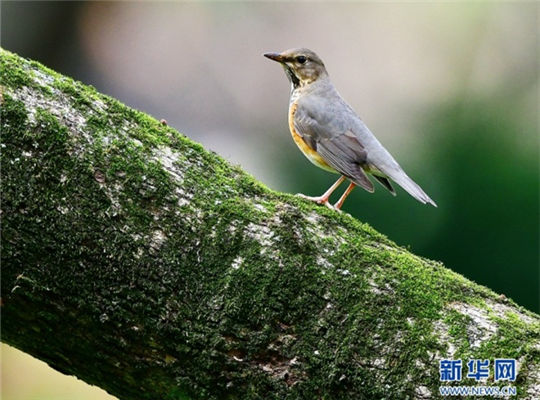 In pics: Spring, birds and old trees