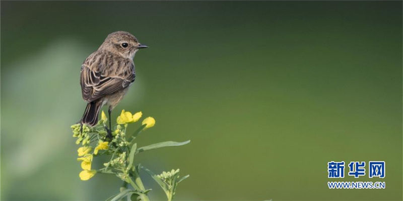 In pics: Little bird perches atop rapeseed flower