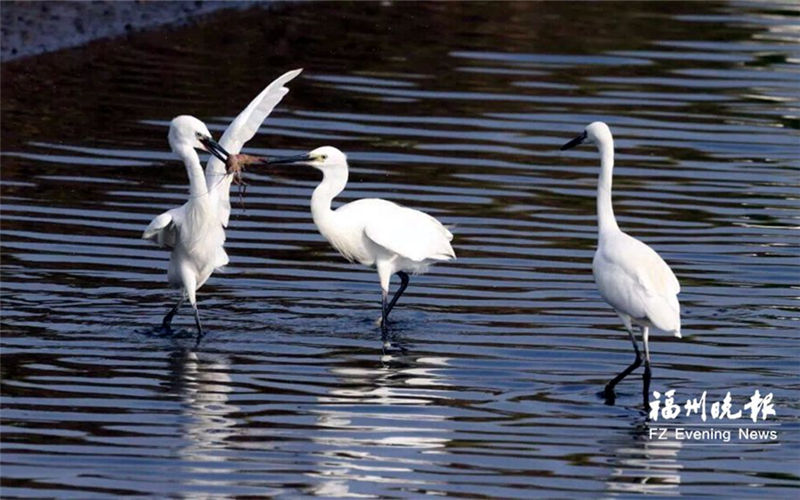 Fujian wetland reserve paradise for migratory birds