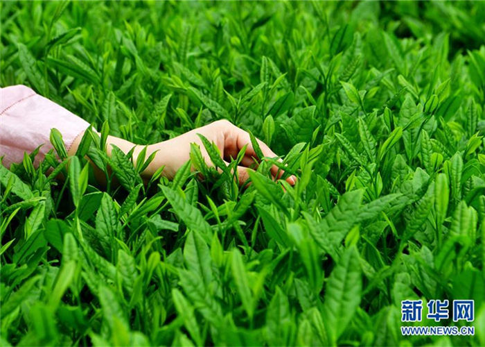 Folk cultural activity held to pray for harvest of tea in Fujian