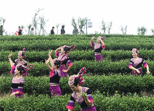 Tea culture festival opens in Lianjiang