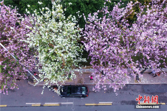 Ornamental trees fully bloom in Fuzhou