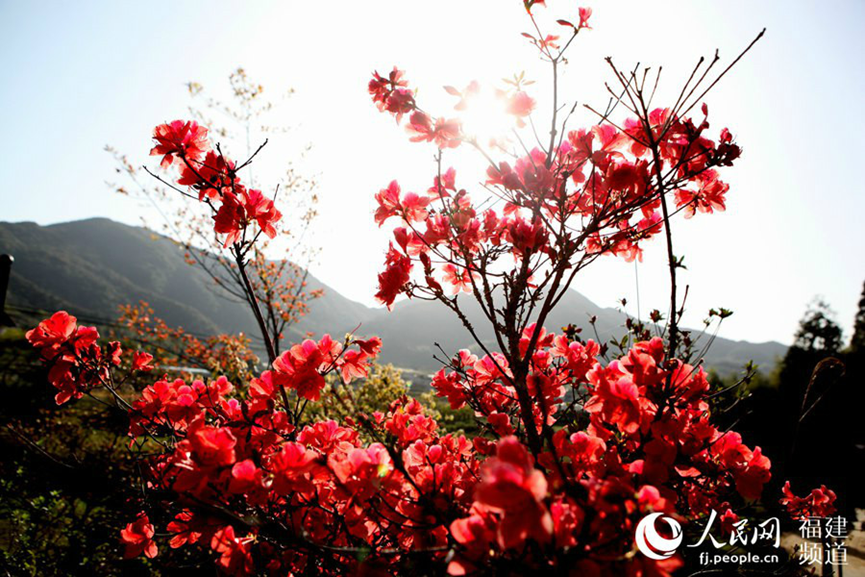 Wild azalea blossoms dazzle visitors