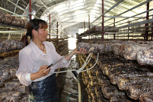 Pingnan farmers increase edible fungi output with perfusion technology