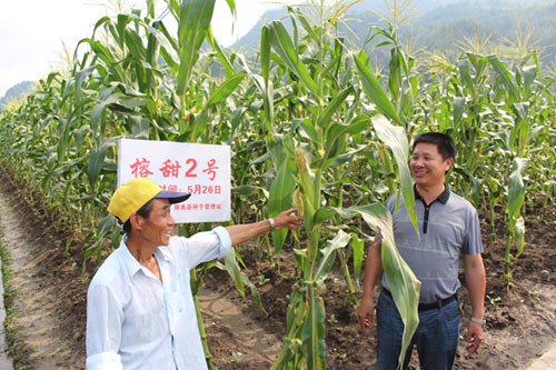 Pingnan sees increased crop production