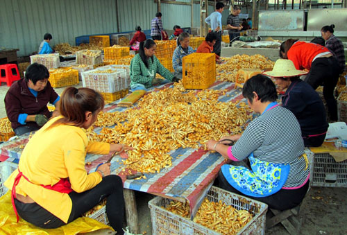 Pholiota nameko increases farmers' incomes in Pingnan