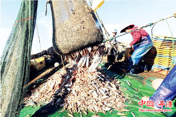 Fishing boats come back with plentiful seafood in Pingtan