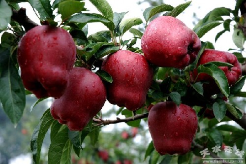 Tianshui Huaniu apples
