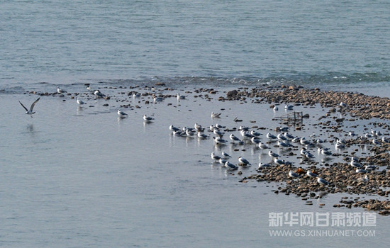 Yellow River serves as a stopover for migratory water fowl