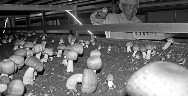 Ifull's project mushrooms