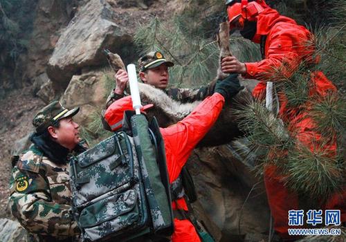 Forest soldiers rescue wounded elk from fire