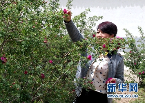Lanzhou provides free rose picking