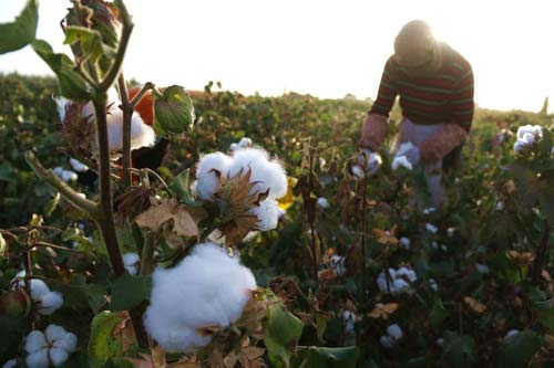 Dunhuang farmer welcomes harvest