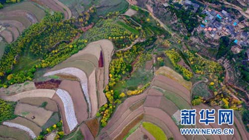 Twins spend 48 years planting forest to prevent mudslides