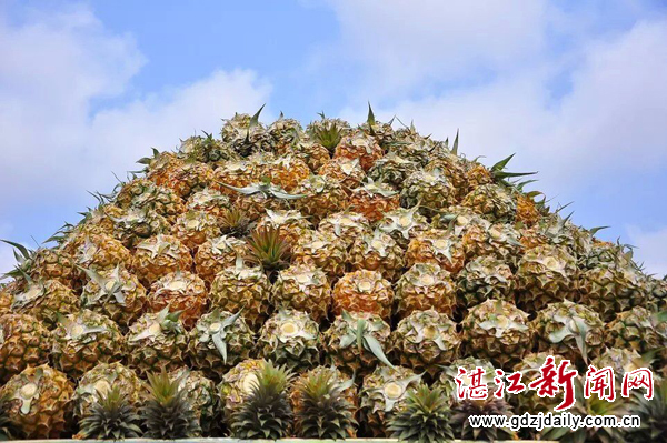 Dance of 'the Sea of Pineapples' with nature