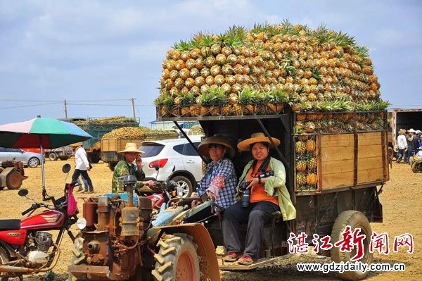 Dance of 'the Sea of Pineapples' with nature