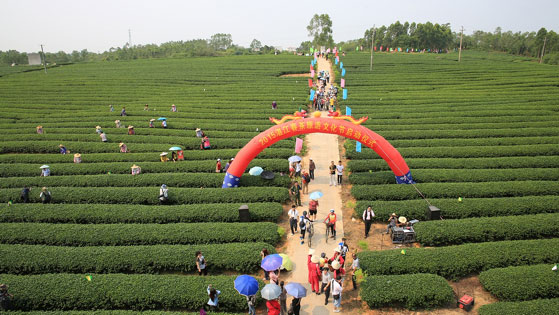 Zhanjiang to promote tea culture at tourism expo