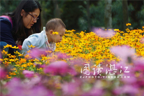 Full-blown flowers in Zhanjiang attract visitors