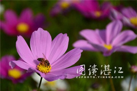 Full-blown flowers in Zhanjiang attract visitors