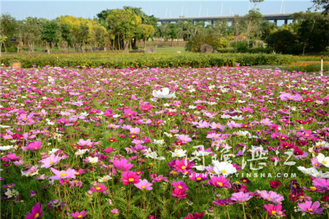 Full-blown flowers in Zhanjiang attract visitors