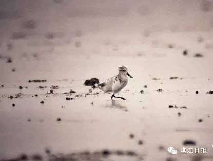 More water birds recorded at Zhanjiang nature reserve
