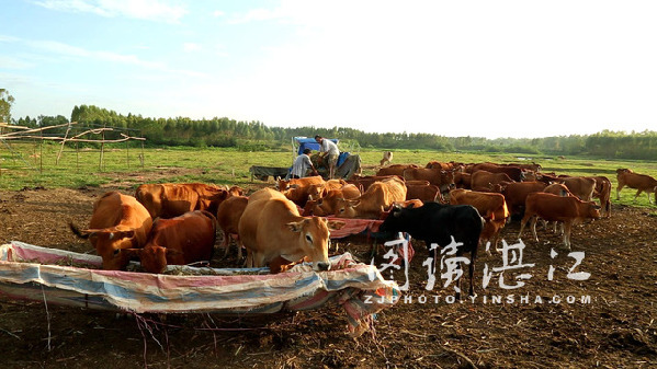 Farming gets beefed up in Zhanjiang