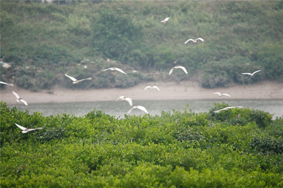 Leizhou's wetlands included on Top 10 Notable Coastal Wetlands List