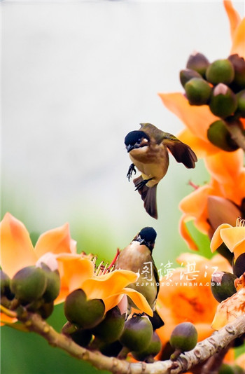 Birds dance among Zhanjiang kapoks