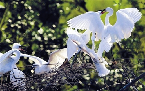 Fangchenggang strives for egrets
